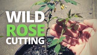 How to Take a Wild Rose Cutting