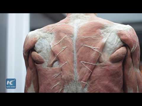 Controversial exhibit on the human body opens in Chile