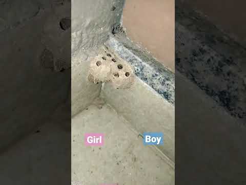 Pregnancy mein mitti ki ghar se Girl/Boys ka pta lga sakte#2022#cutebaby#pregnancy#pregnancytips