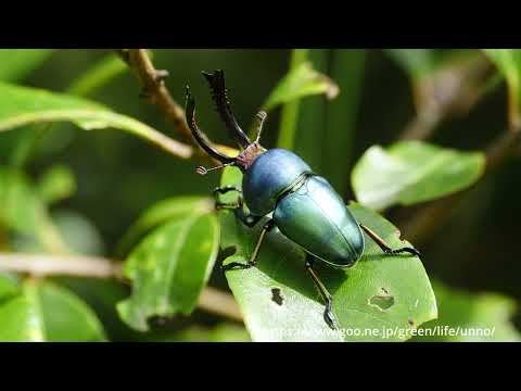 パプアキンイロクワガタを探しに
