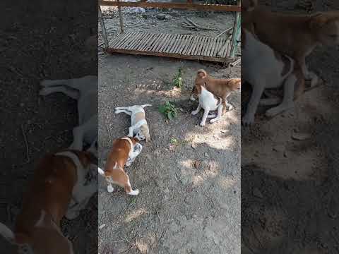 Baby dog #song #music