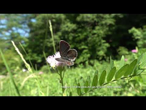 ヒメシジミの飛翔　Silver-studded blue fluttering