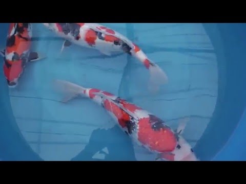 Koda SP 504 Sansai Showa, D Showa, Gr Showa 50 55 cm