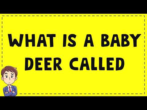 image-Is veal a baby deer?