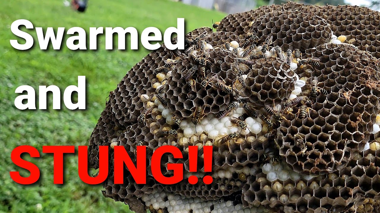 CRAZY Yellow Jacket Ground Nest! | Swarmed and STUNG! | Wasp Nest Removal