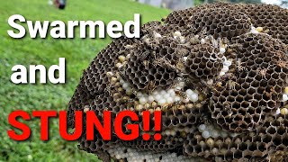 CRAZY Yellow Jacket Ground Nest! | Swarmed and STUNG! | Wasp Nest Removal