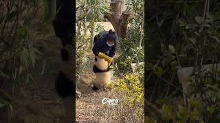 Panda Travesuras #viralvideo