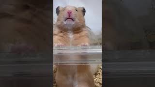かまぼこさん♂「部屋んぽの時間か？水飲も！」