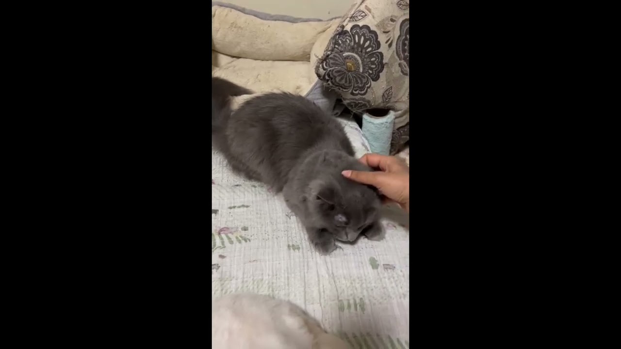 Enlarge Squeaky, a ADOPTABLE Domestic Medium Hair in Toronto, ON video 6/6