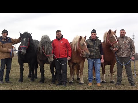 Caii lui Adi si Tomi de la Giroc, Timis - 2022 Nou!!!