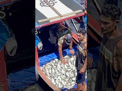 Rio Negro, Amazonas, Manaus #feira #fishing #peixesamazonicos #amazing #fish
