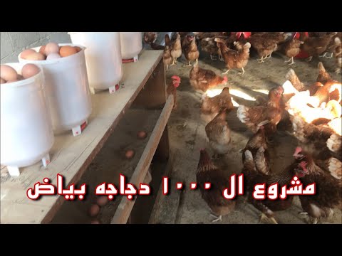 , title : 'مشروع دواجن صغير ١٠٠٠ دجاجه بياضه'