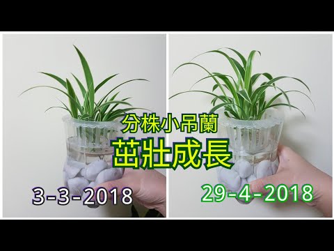 吊蘭開花