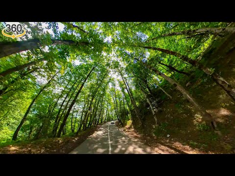 360-Degree Journey Through Iran's Lush Forest Roads