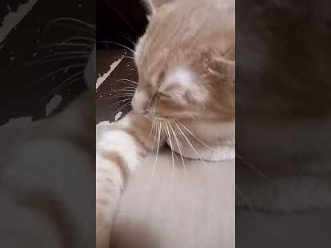 does cat like heavy pets?