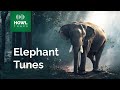 Elephant Trumpet Blast