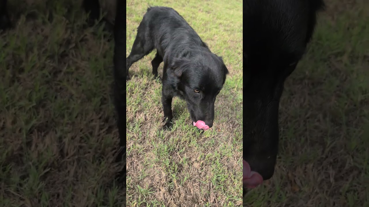 Enlarge Ducky, a Adoptable mixed breed in Arlington, TX video 6/6
