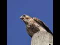 Powerful Red-shouldered Hawk Call