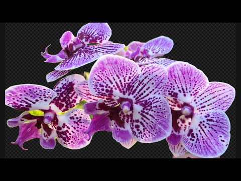 Orchids Survived The Heatwave First Time PNW USA 🇺🇸