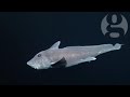 Rare Ghost Shark Caught On Film For The First Time Video