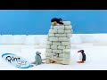 Pingu Builds A Tower Pingu Official Channel Cartoons For Kids