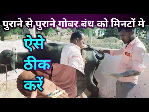 भैंस गोबर नहीं कर रही है सुपर इलाज    Buffalo Constipation Treatment Ramawat