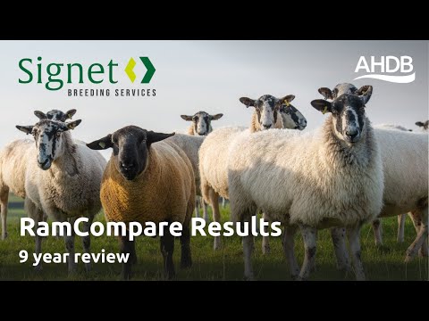 RamCompare Results Year 9 Review | Signet