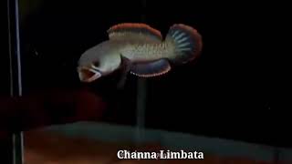 Download lagu Channa Limbata mental mangap-mangap!!! mp3 Download lagu Channa Limbata mental mangap-mangap!!! mp3