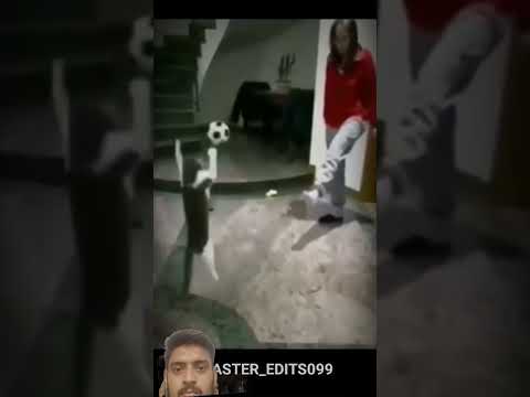 subscribe please 🙏 #cat #funny #memes #cute #fight #usacontent