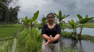 Download lagu Go to the rice fields to look for water spinach, cook stir-fried shrimp in the hut, enjoy the coo... mp3