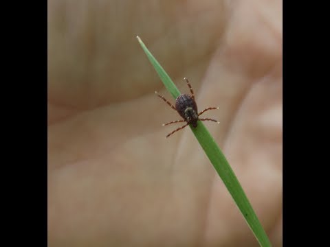 How Ticks Get On You & Where They Lurk & How To Prevent Ticks