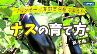 できる!ナスをプランターで育てよう!(基本編)