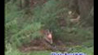 preview picture of video '28-06-08 Ballycastle forest red fox'