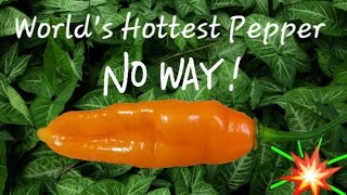 Bhut Jolokia Orange  - Ghost Pepper Once Considered the World's Hottest Pepper