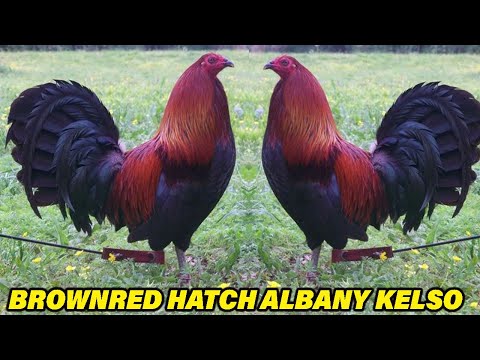 Brownred Albany Hatch Kelso Dan Gray Roundhead JORGE FARM Hawaii - Beautiful Birds Farm Visit