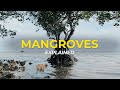 What are Mangrove Trees? | Eco Facts | One Tree Planted