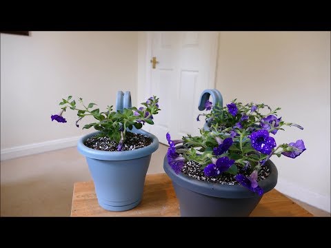 download lagu mp3 mp4 Do Petunias Close At Night, download lagu Do Petunias Close At Night gratis, unduh video klip Do Petunias Close At Night