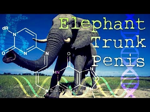 Get An Elephant Trunk Size PENIS Now! Subliminal Subconscious Hypnosis Monaural Beats Binaural Bioki