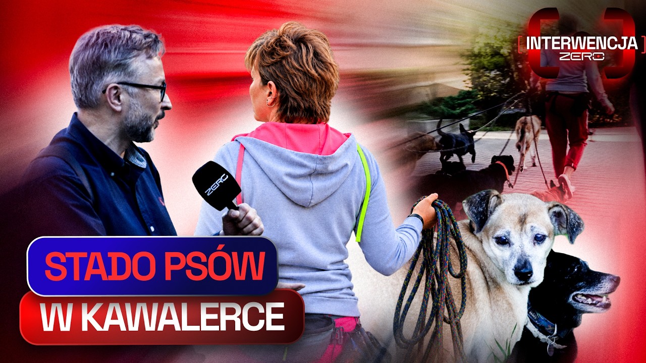 25 PSÓW, KAWALERKA I BEZRADNI SĄSIEDZI | INTERWENCJA ZERO