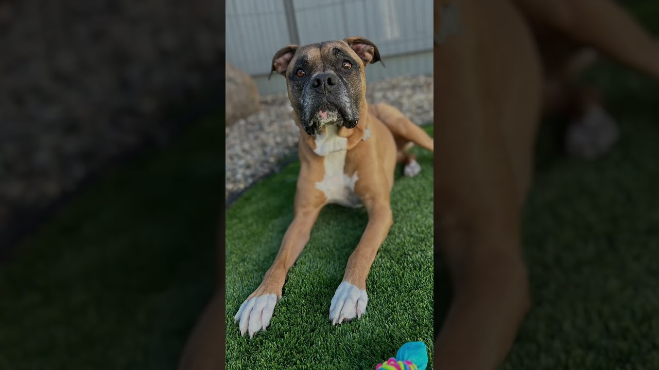 Enlarge Izzy, a ADOPTABLE mixed breed in Citrus Heights, CA video 6/6