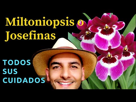 , title : 'COMO CULTIVAR MILTONIOPSIS | CUIDADOS JOSEFINAS | como cuidar miltoniopsis | cuidar orquideas'