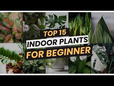 Top 15 Indoor Plants for TOTAL BEGINNERS! 😍 Low-Maintenance Favorites! 🌱