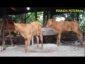 HASIL SAPI IB MONTOK MONTOK