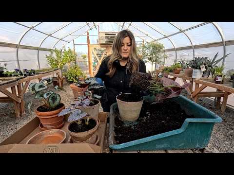 One Year Old Perennial Container Refresh & Potting Up Displaying 4 Begonias Inside! 🪴😍