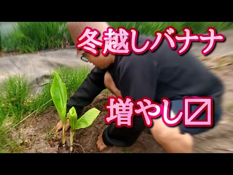 凍ったバナナの木、どうすればいいですか？切ったほうがいいでしょうか？植物を守り、冬を乗り切るためのヒント  庭園