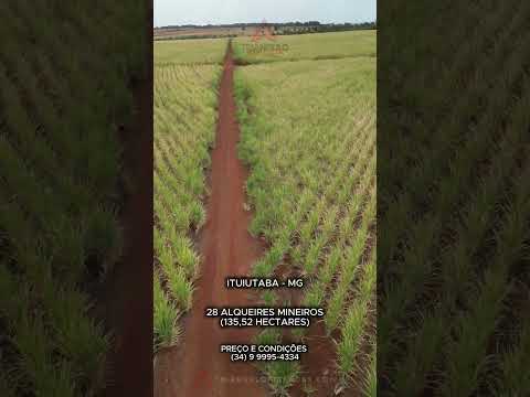 Fazenda à venda em Ituiutaba com 28 alqueires mineiros - Triangulo Mineiro - Minas Gerais