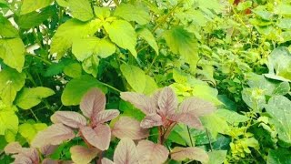 মাত্র কয়দিনের ভিতরে আমার বাগানের গাছপালাগুলো বড় হয়ে গেছে আলহামদুলিল্লাহ মাশাআল্লাহ!!