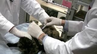 Treating a Hyperthyroid Cat with Subcutaneous Injection of Radioiodine