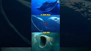 Download lagu EL GRAN MAJA vs IKAN NUN #fypシ゚viral #animals #islam #faktaunik mp3