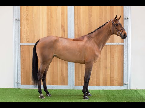 Conchavita PS (Conthargos x  Chacco Blue) 7 years old mare